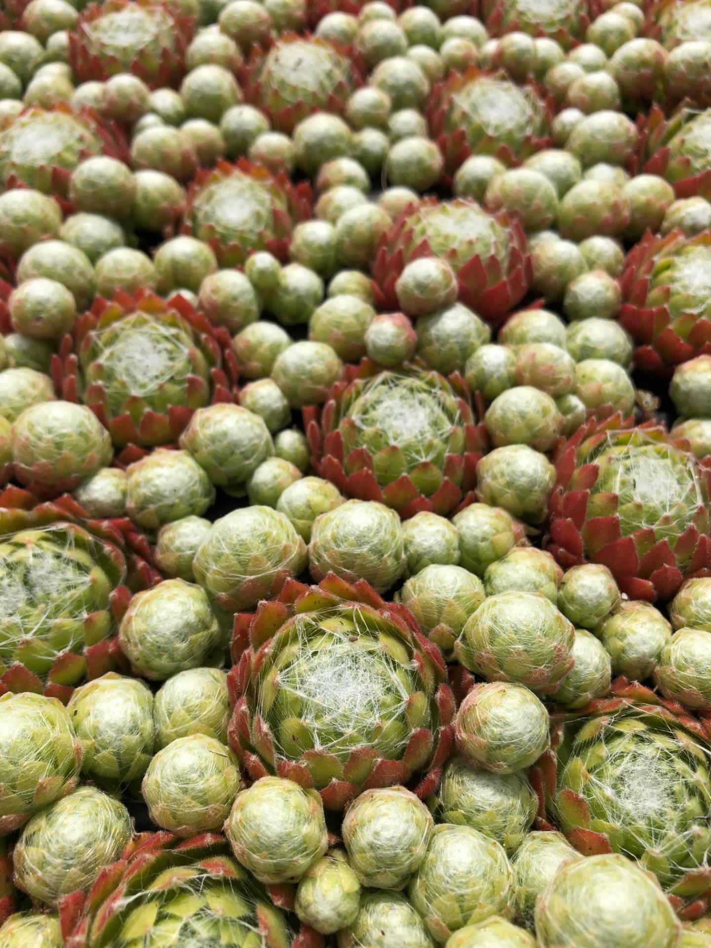 sempervivum  pumpkin blaze