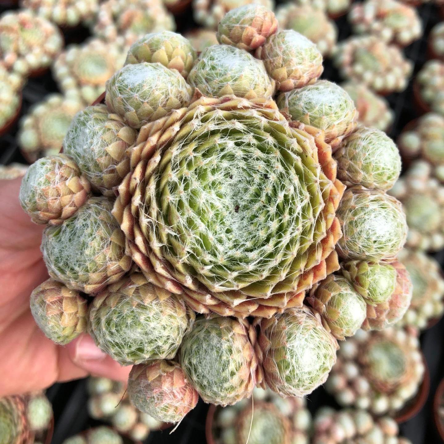 sempervivum  frozen flare