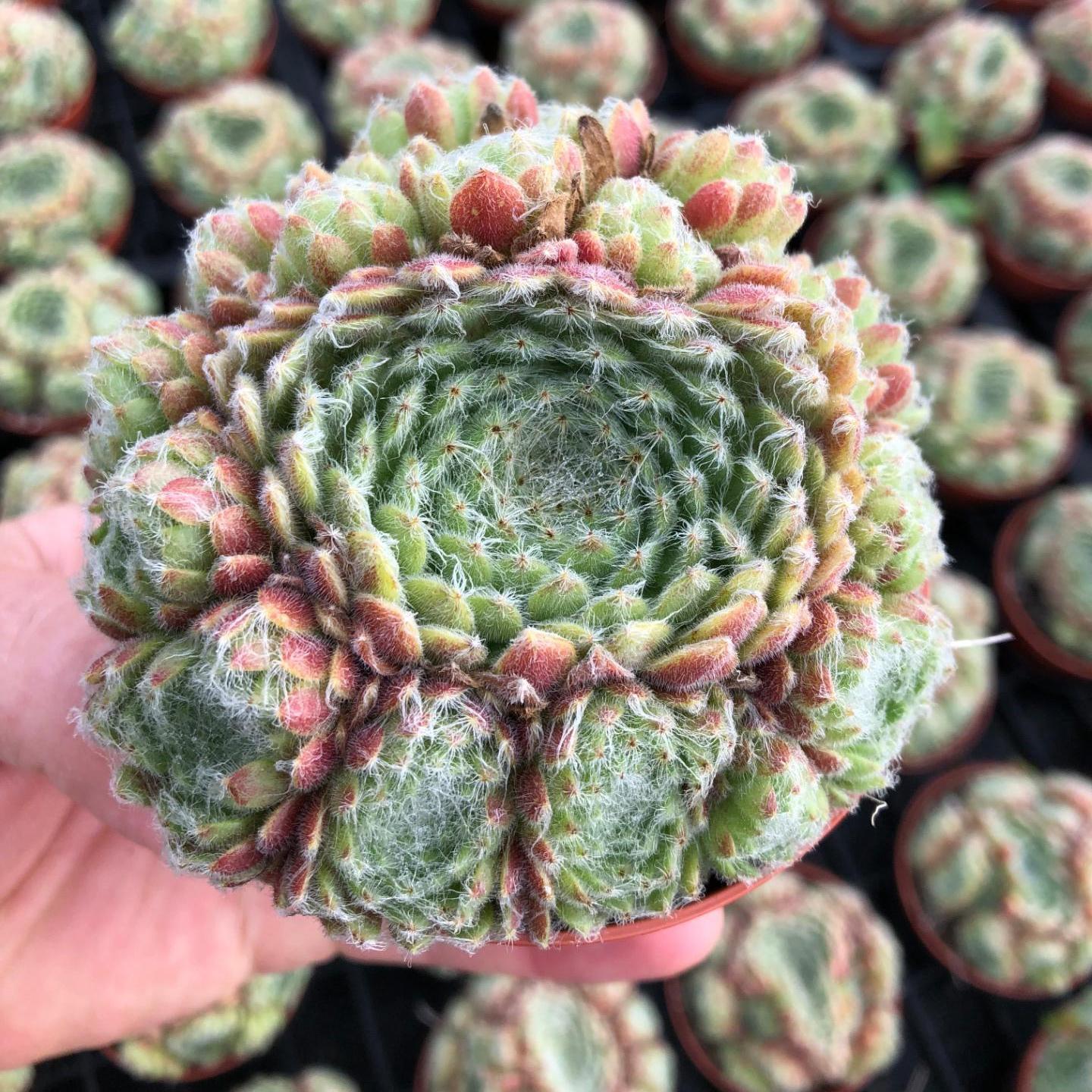 sempervivum  Crystal Caves