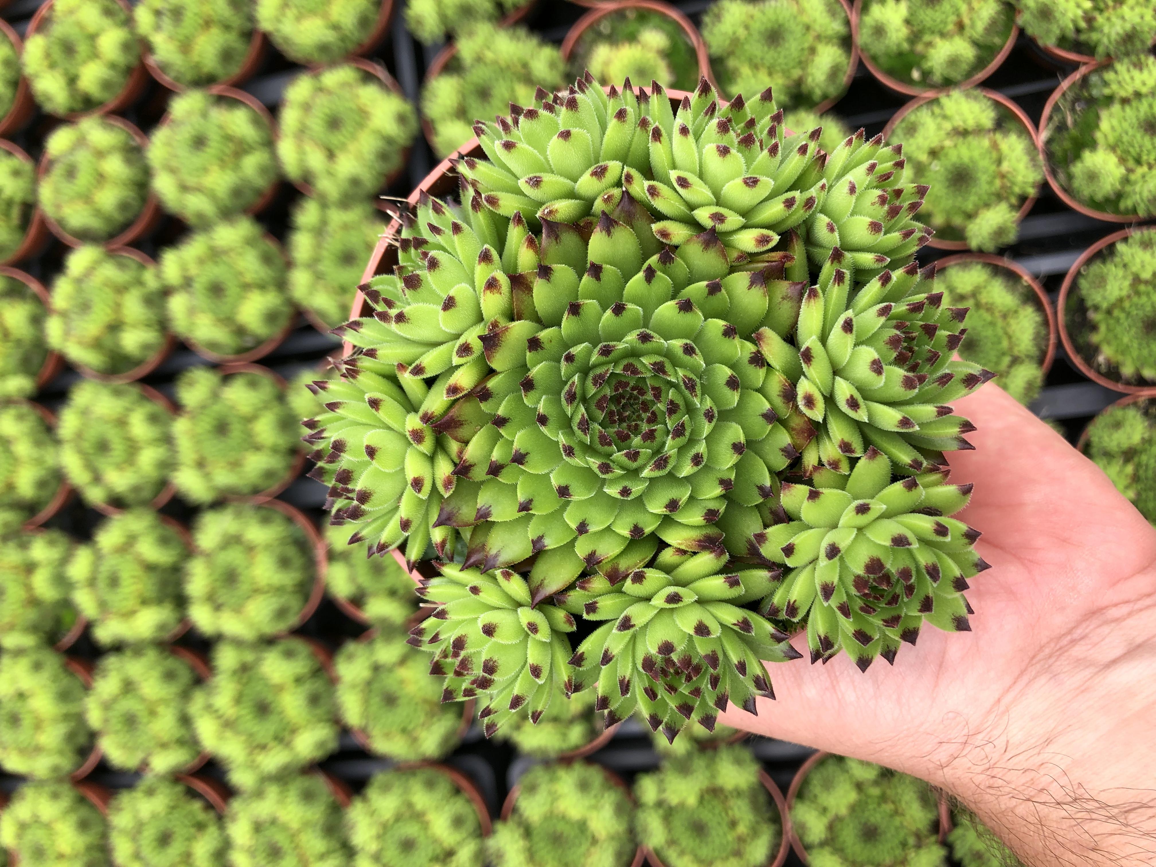 sempervivum belsemgre1