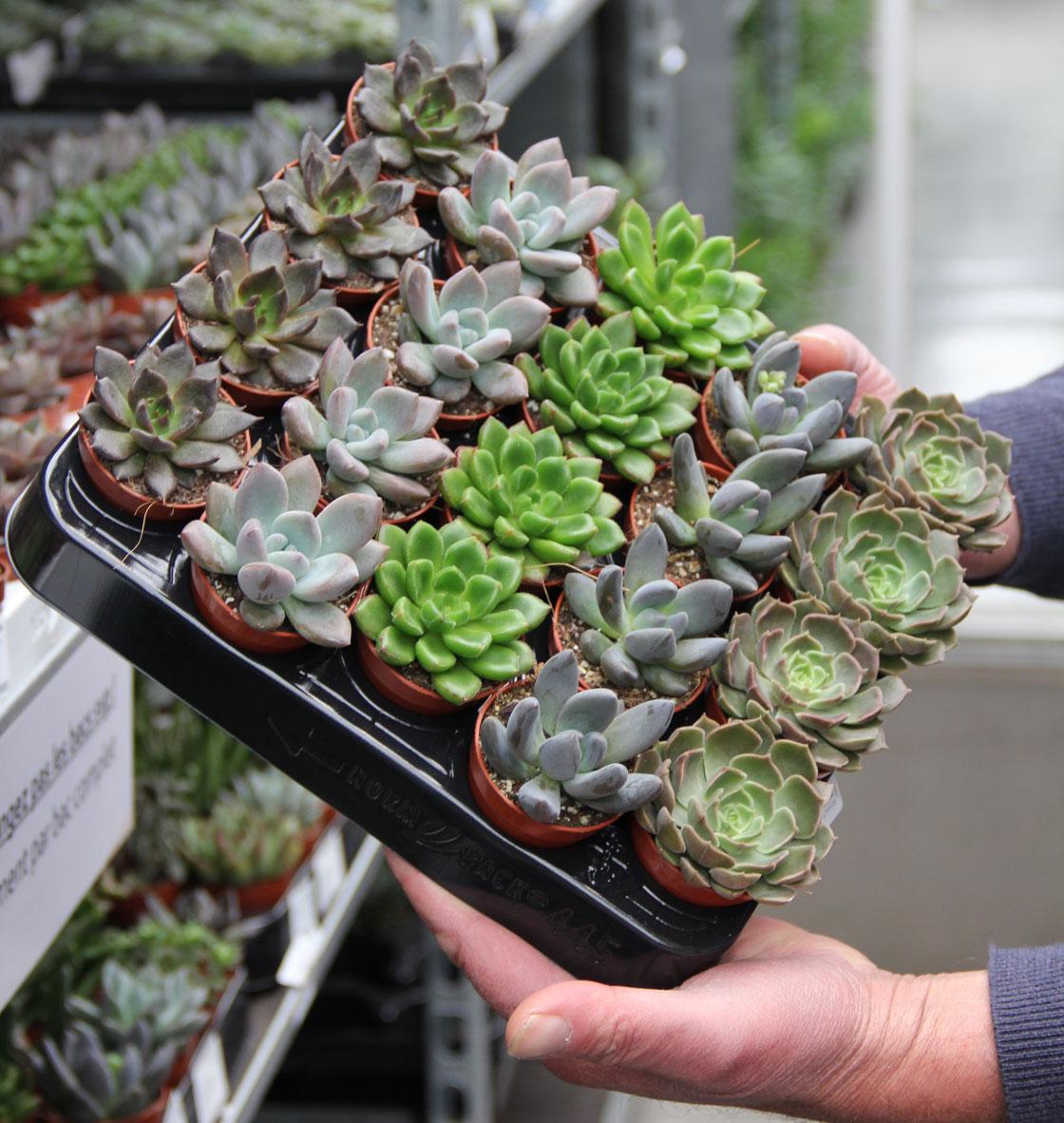 Echeveria Echeveria