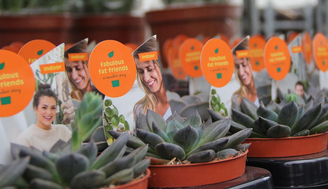 ‘Die vetplanten en succulenten met de kleurrijke etiketten …’ ‘Die vetplanten en succulenten met de kleurrijke etiketten …’