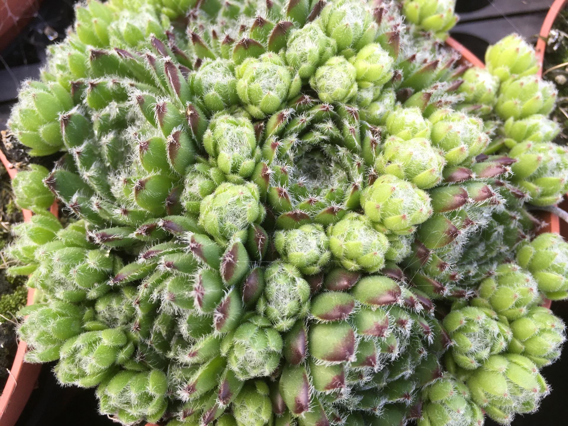 sempervivum pastelis