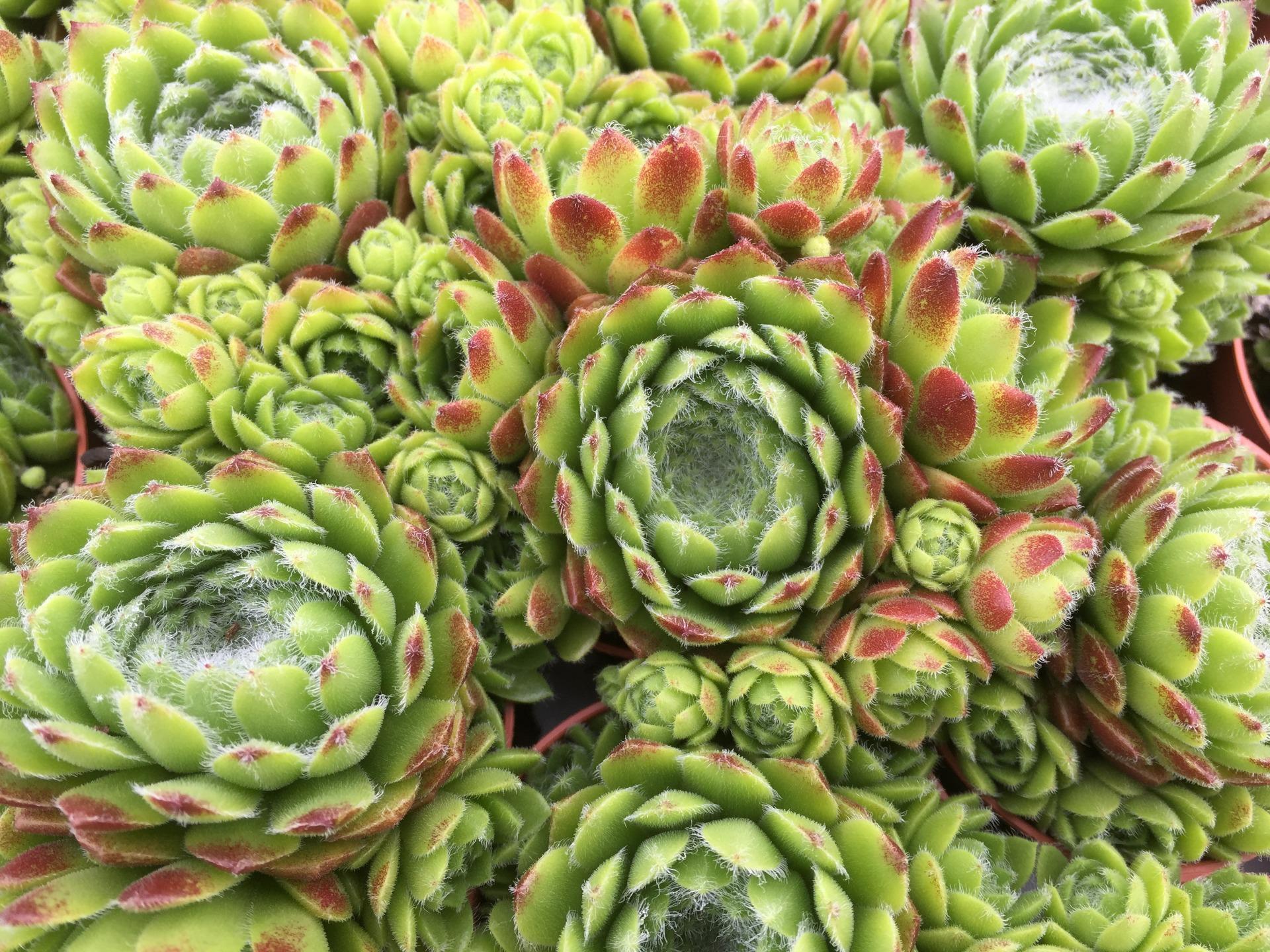 sempervivum sonora