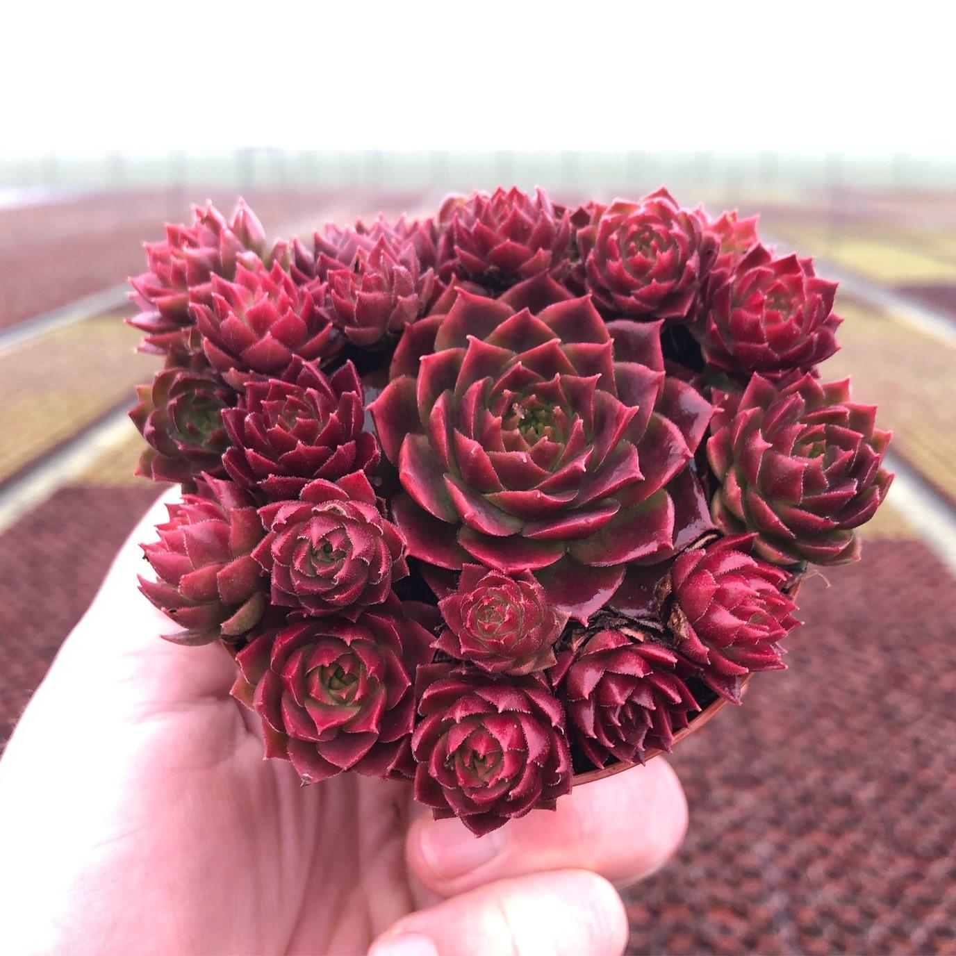 sempervivum belsemcha1