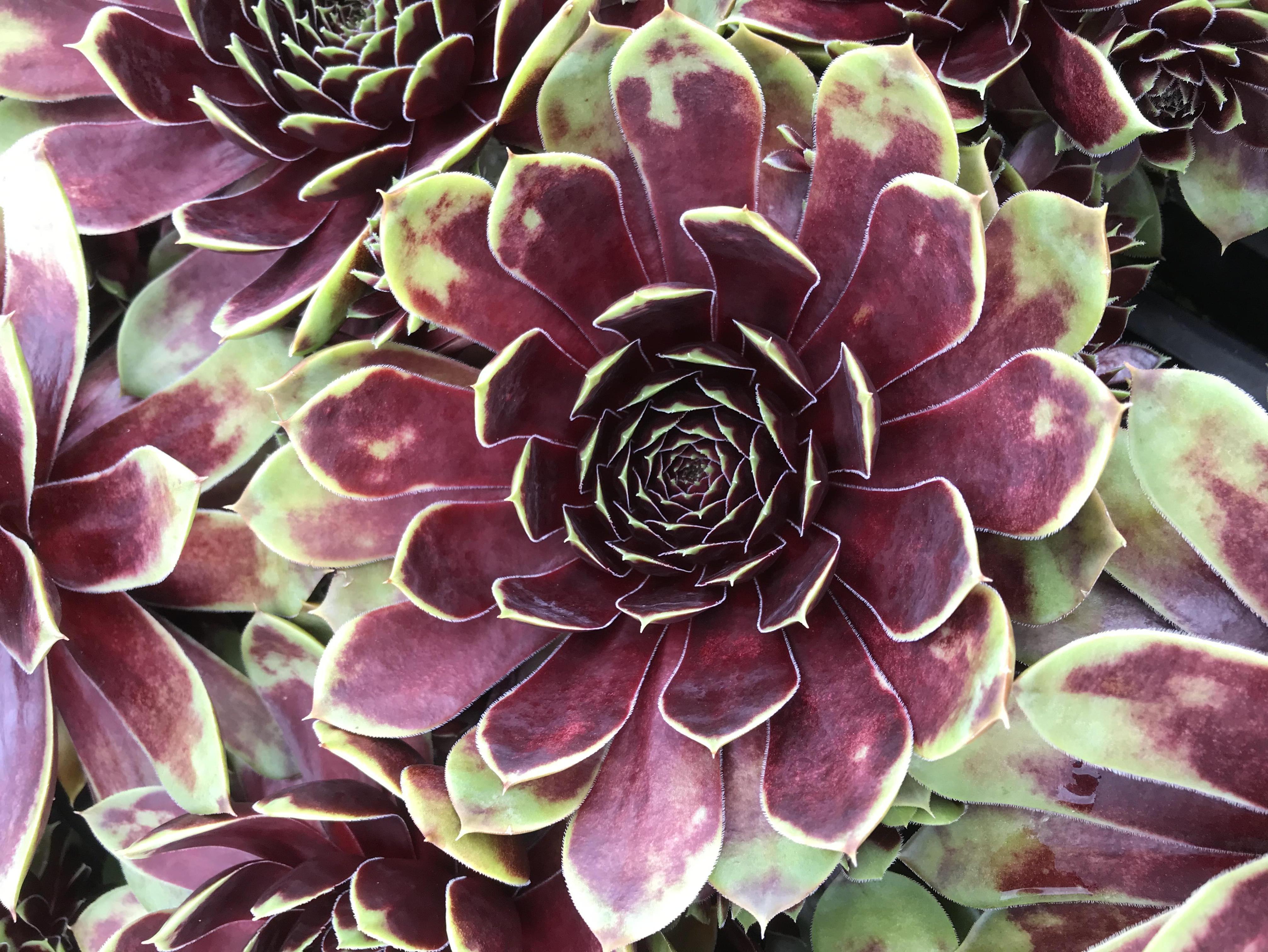 sempervivum belsemmag 1