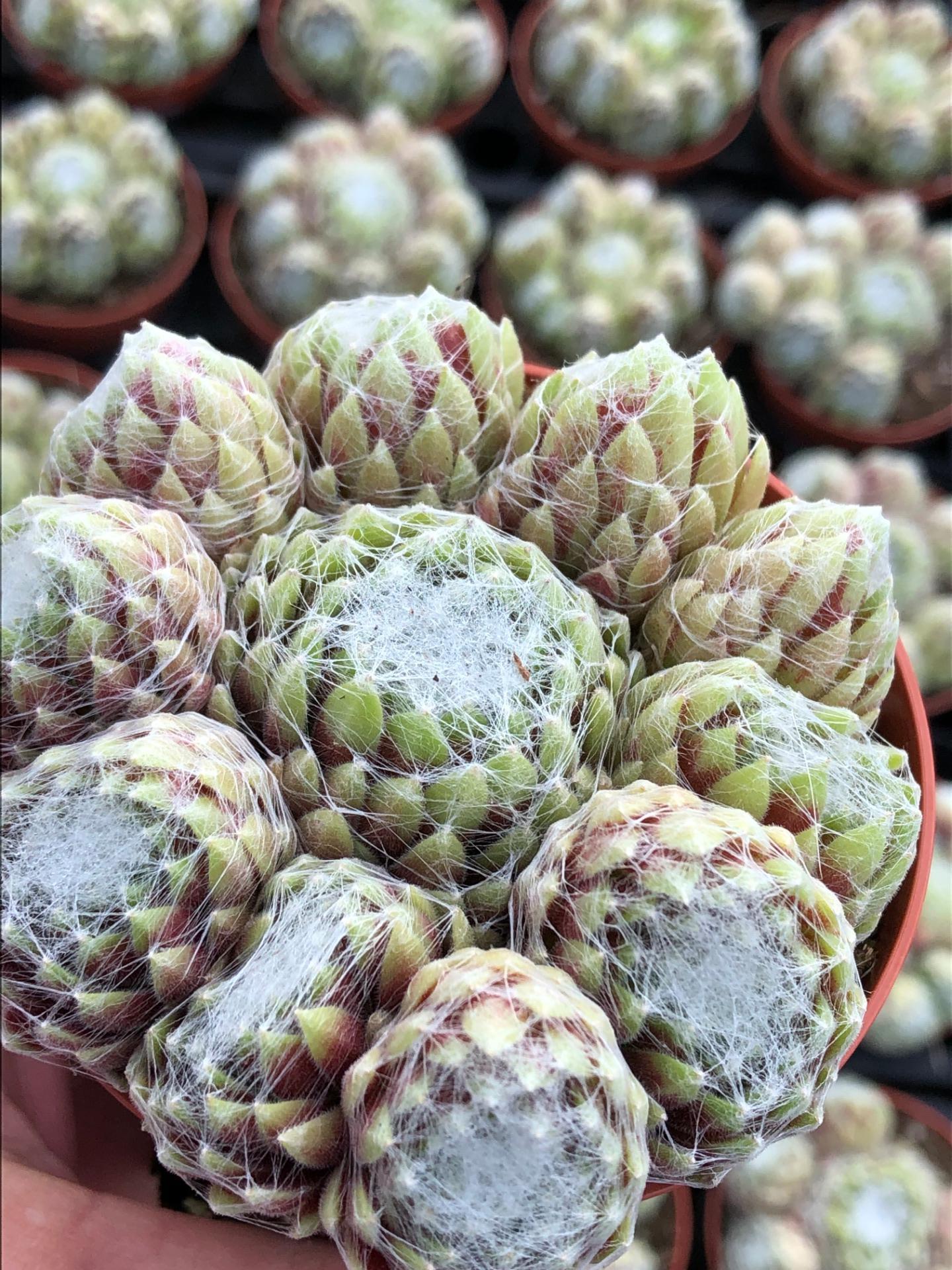 sempervivum cobweb breeze