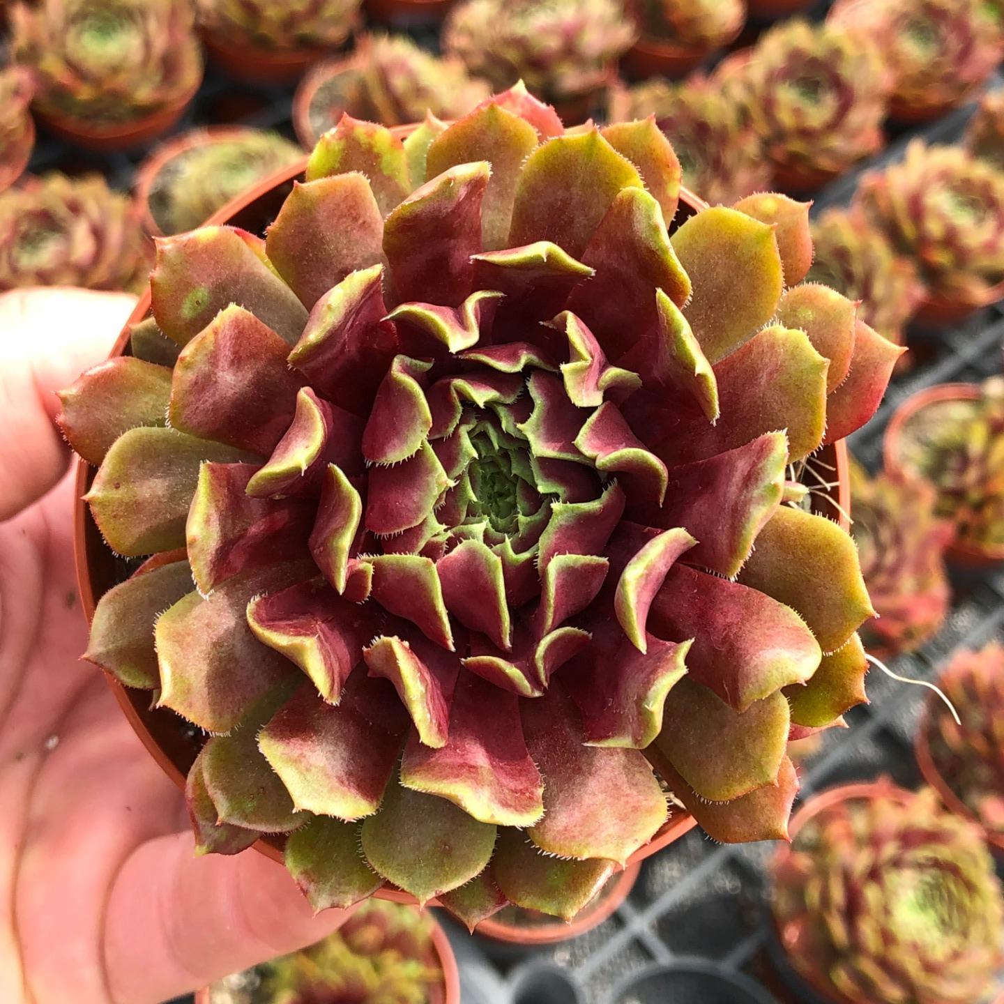 sempervivum  crispy crust