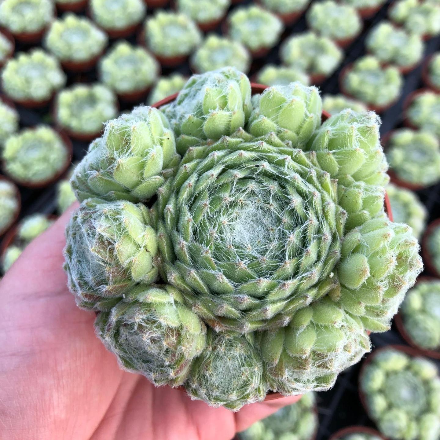 sempervivum flemish giant