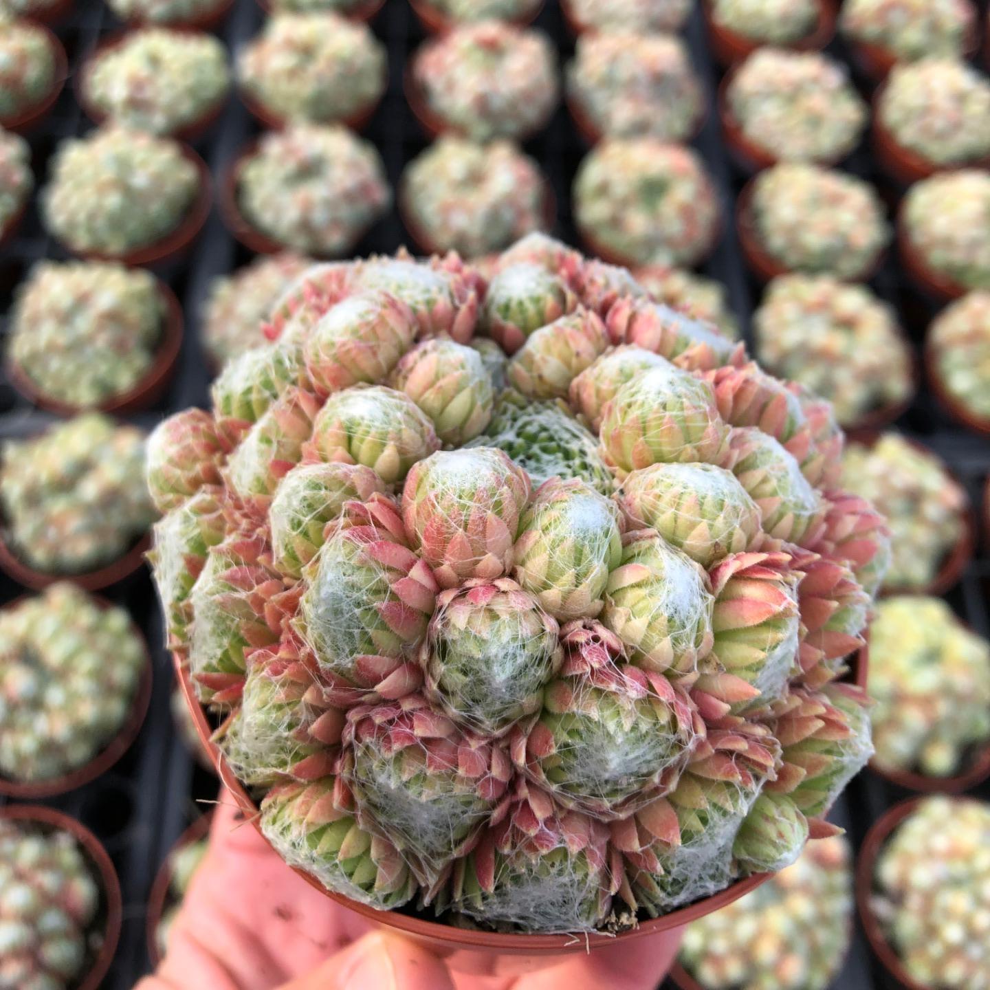 sempervivum  fluke