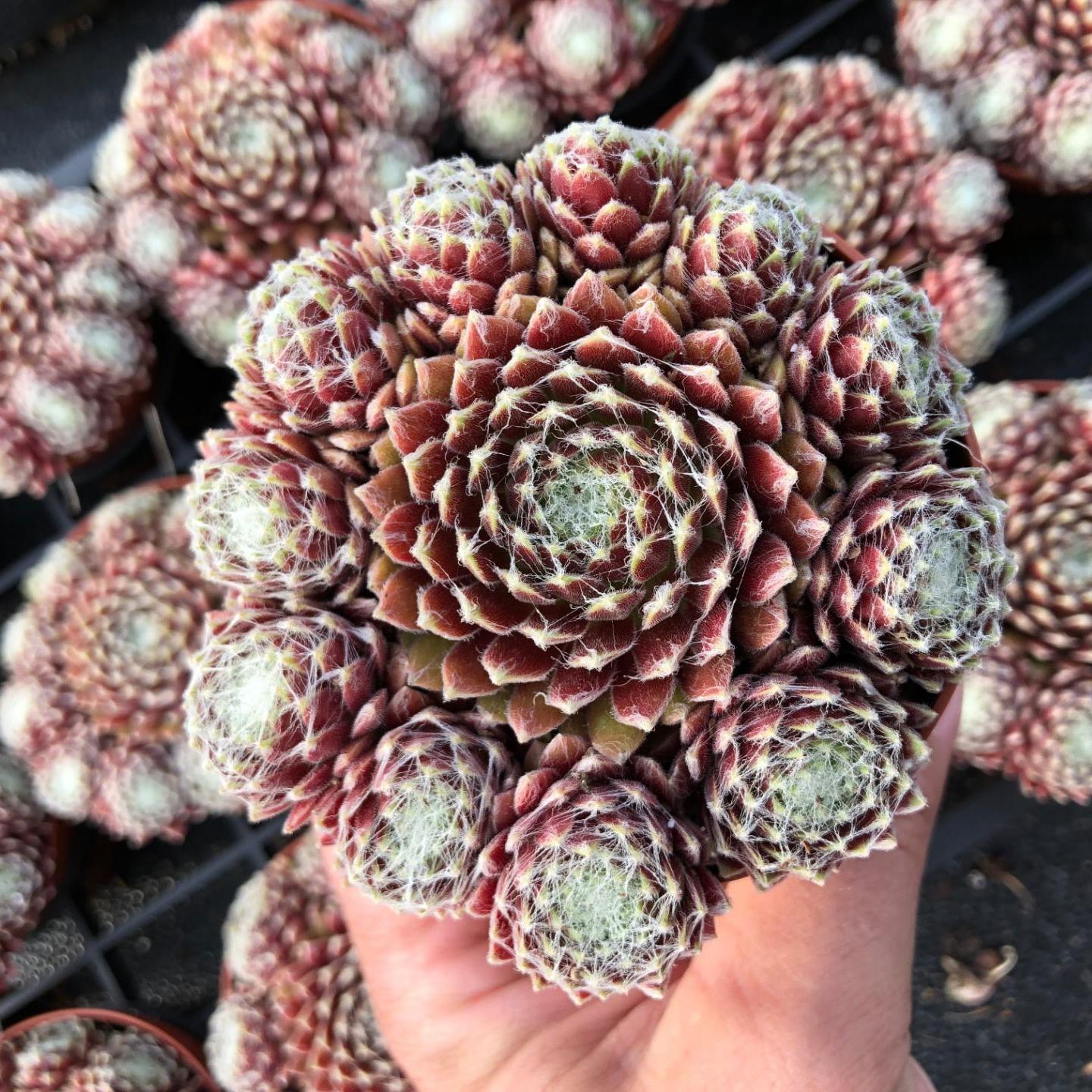 sempervivum  lavender syrup