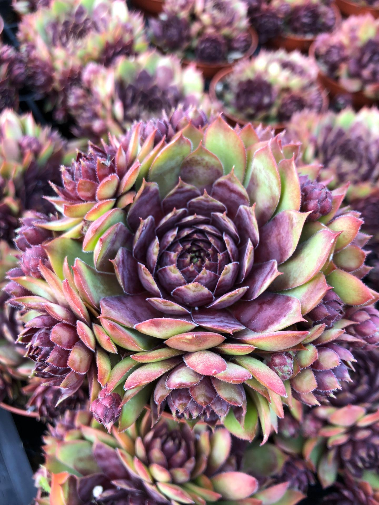 sempervivum  mulberry muffin