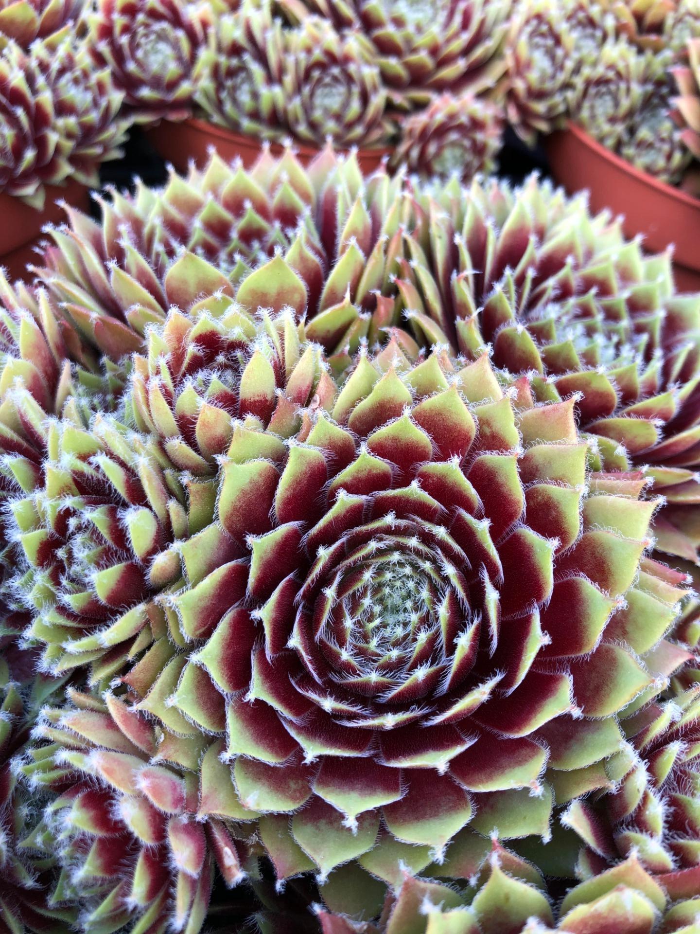 sempervivum  polar flame