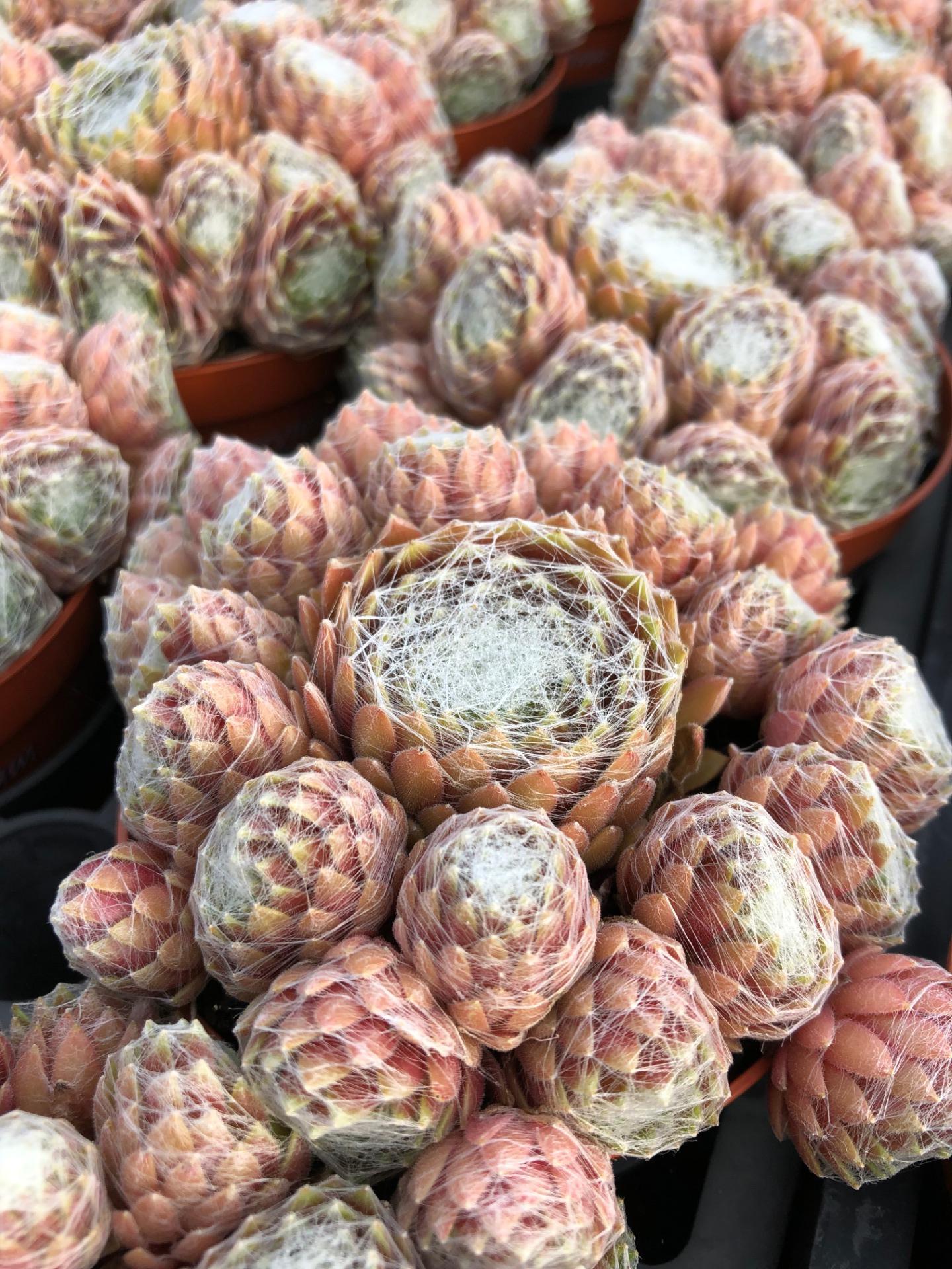 sempervivum  raspberry white