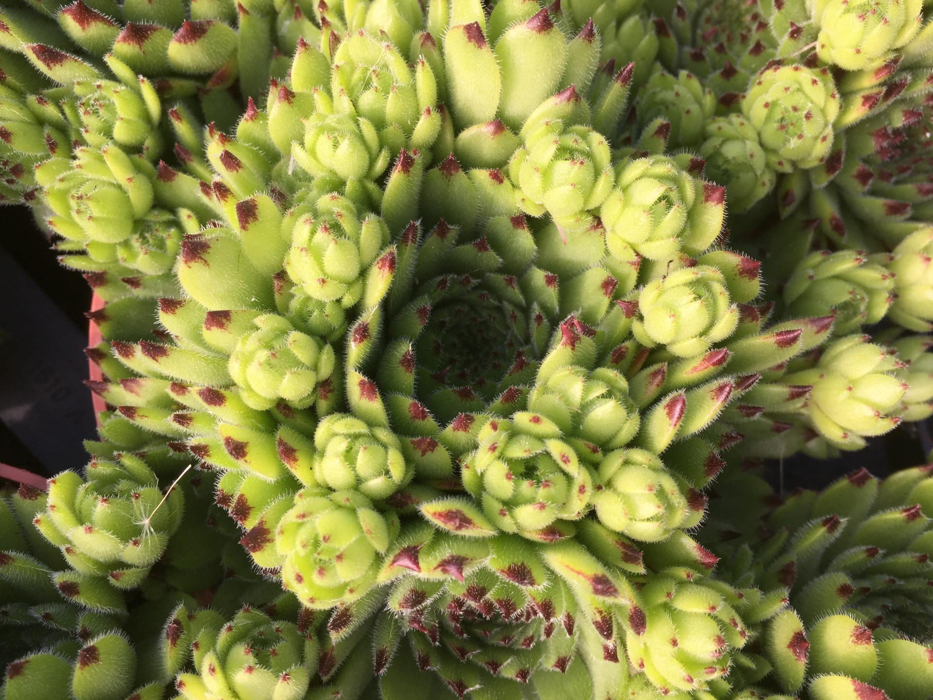 sempervivum vertina